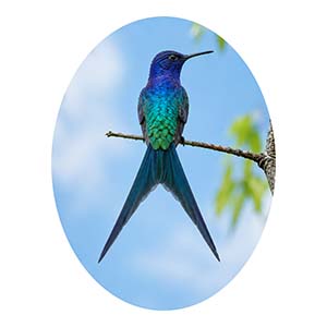 Hummingbird Rear Profile